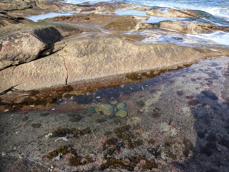We're looking at some stuff from tide pools in Rhode Island. I only fell in once.