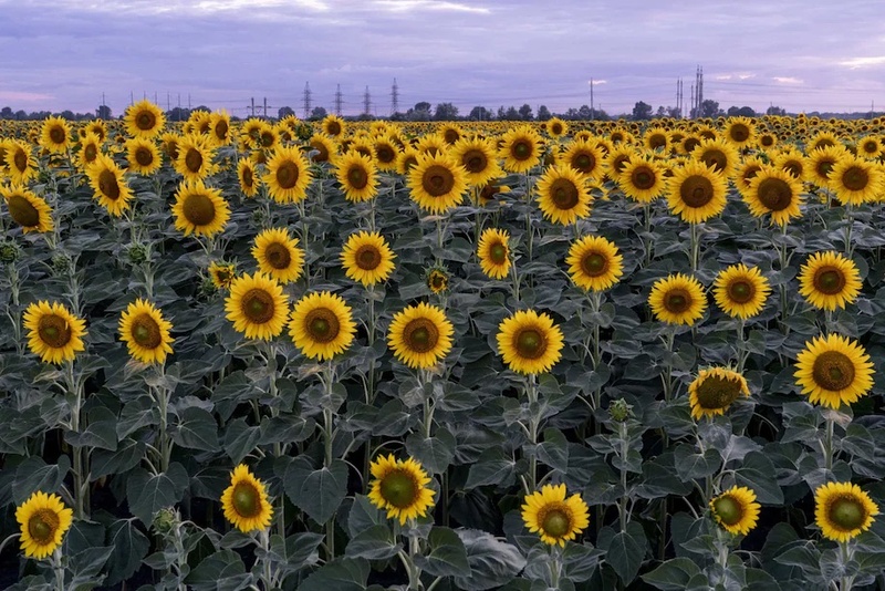 sunflowers_for_Ukraine.jpg